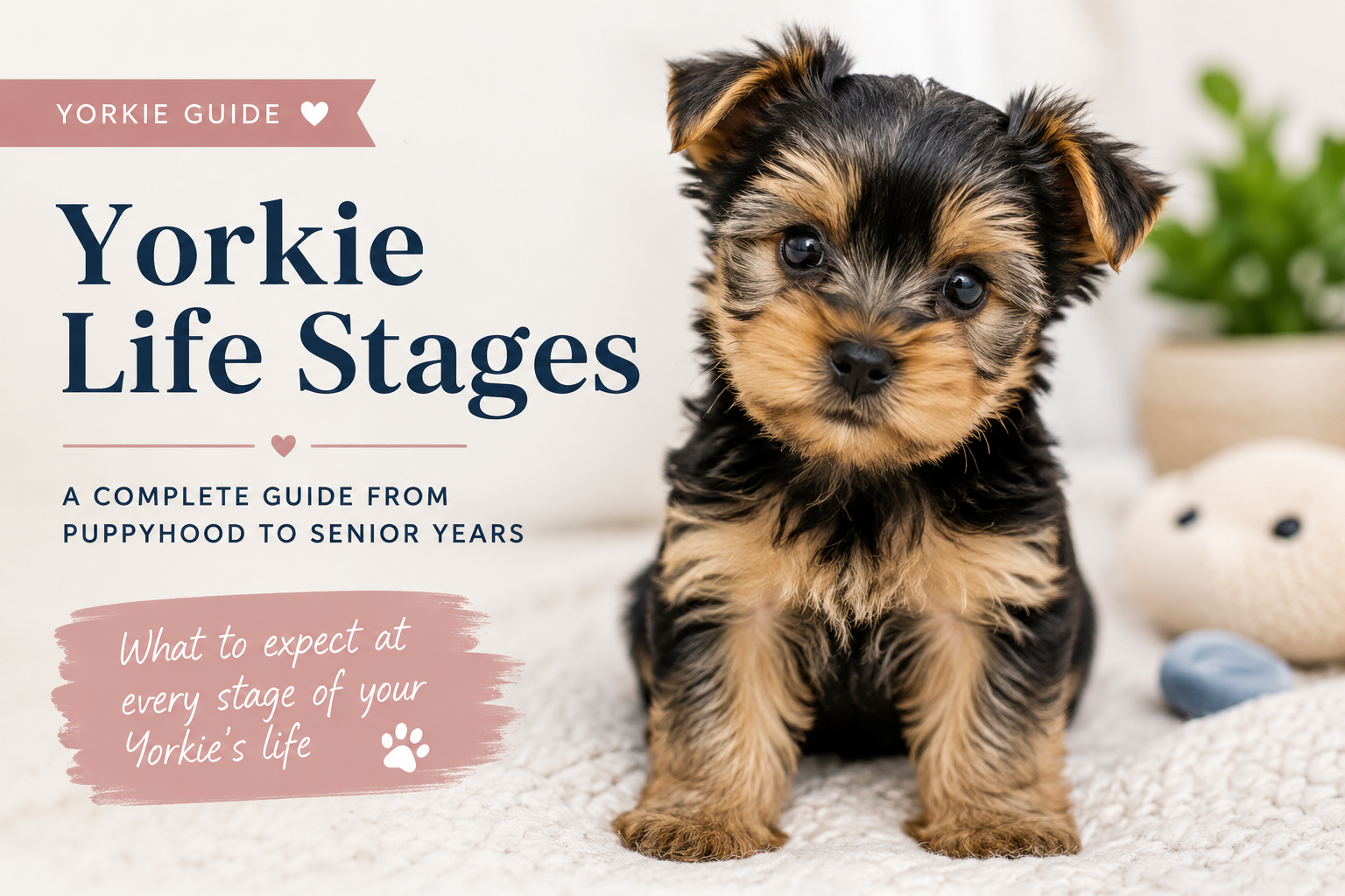 How Long Do Yorkies Live