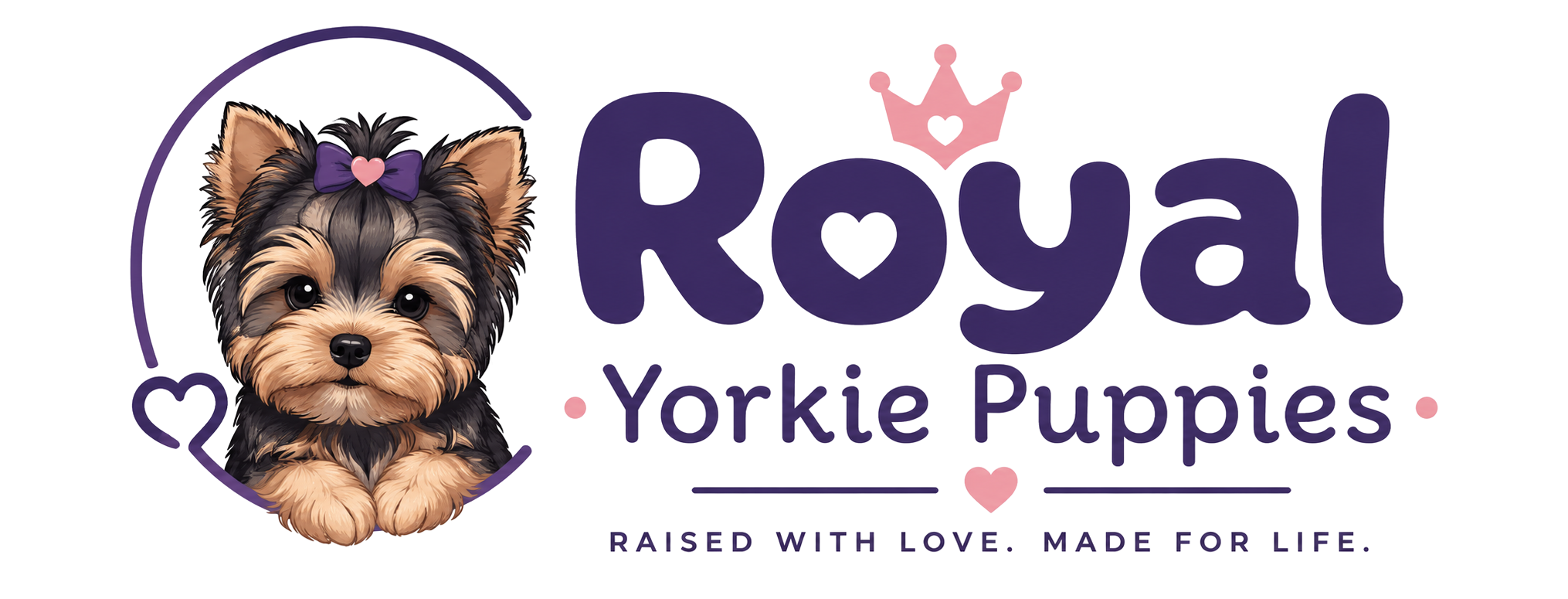 Adopt Yorkshire Terrier puppies, available Yorkie puppies, reputable Yorkie breeders, adopting a Yorkie puppy